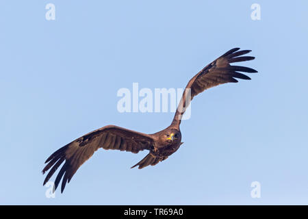 Maggiore spotted eagle (Aquila clanga), in volo nel cielo, vista frontale, Israele Foto Stock