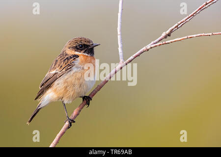 Comune (Stonechat Saxicola rubicola, Saxicola torquata rubicola), maschio su un ramo, Israele Foto Stock