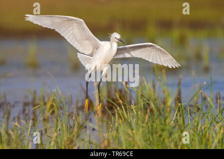 Garzetta (Egretta garzetta), lo sbarco nella zona umida, Israele Foto Stock