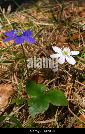 Hepatica liverleaf, American liverwort (Hepatica nobilis, Anemone hepatica), fioritura, con violett e fiore bianco, in Germania, in Baviera, Alta Baviera, Baviera superiore Foto Stock