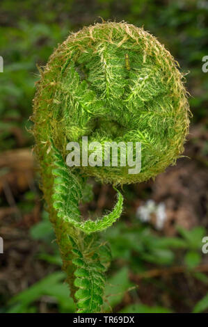 Felce maschio, felce Worm (Dryopteris filix-mas), lef lo sviluppo in una foresta di primavera, in Germania, in Baviera, Alta Baviera, Baviera superiore Foto Stock