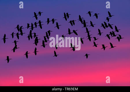 Ibis lucido (Plegadis falcinellus), gregge al tramonto, Grecia, Lesbo Foto Stock