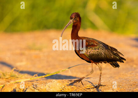 Ibis lucido (Plegadis falcinellus), sul terreno, Israele Foto Stock