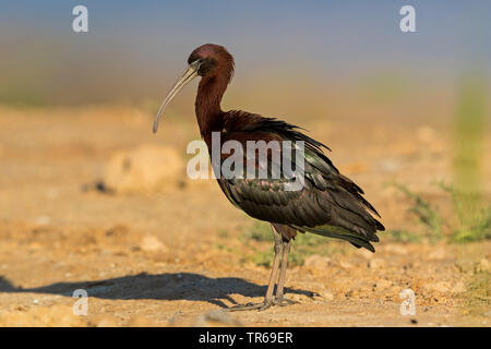 Ibis lucido (Plegadis falcinellus), sul terreno, Israele Foto Stock