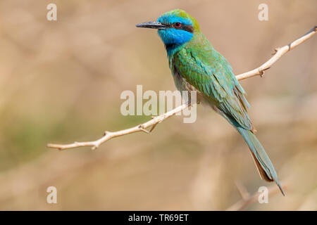 Little green bee eater (Merops orientalis), su un ramo, Israele Foto Stock