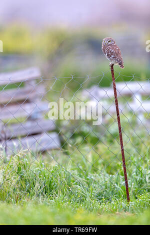 Civetta (Athene noctua), seduto su un recinto, Israele Foto Stock