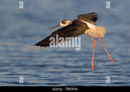 Black-winged stilt (Himantopus himantopus), lo sbarco in acqua, Israele Foto Stock