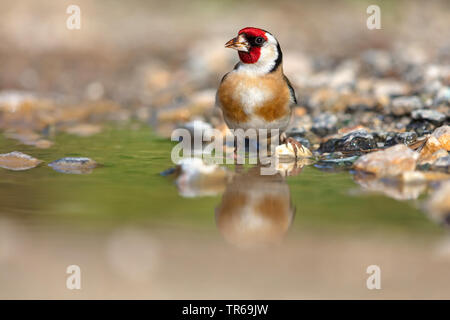 Eurasian cardellino (Carduelis carduelis), seduto da the Waterside, Grecia, Lesbo Foto Stock