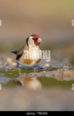 Eurasian cardellino (Carduelis carduelis), seduto da the Waterside bere, Grecia LESBO Foto Stock