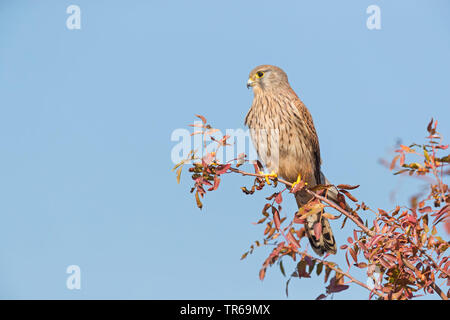 Unione gheppio, Eurasian gheppio, Vecchio Mondo gheppio, comune gheppio (Falco tinnunculus), seduto su un albero, Israele Foto Stock