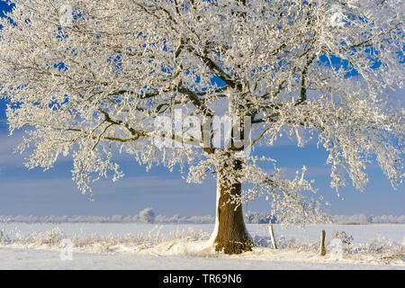 Rovere (Quercus spec.), Rovere con trasformata per forte gradiente frost, Germania, Bassa Sassonia Foto Stock