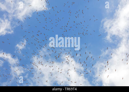 Cicogna bianca (Ciconia ciconia), flying gregge nel cielo, vista dal basso, Israele Foto Stock