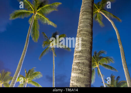 Le palme in vento di notte presso la spiaggia di Spiaggia Bo Phut, Thailandia, Ko Samui Foto Stock