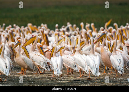 Orientale pellicano bianco (Pelecanus onocrotalus), colonia di uccelli, Kenya, Lake Nakuru National Park Foto Stock