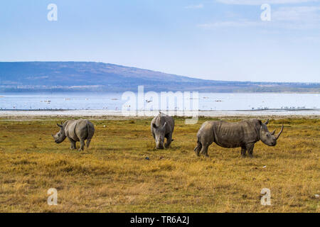 Rinoceronte nero, agganciato a labbro rinoceronte, sfoglia rinoceronte (Diceros simum), gruppo, Kenya, Lake Nakuru National Park Foto Stock