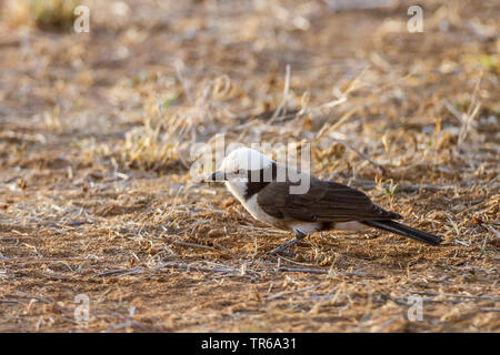 Ruppel white-crowned shrike, Northern bianco-crowned shrike (Eurocephalus ruppelli), sul terreno, Kenya, Samburu Riserva nazionale Foto Stock