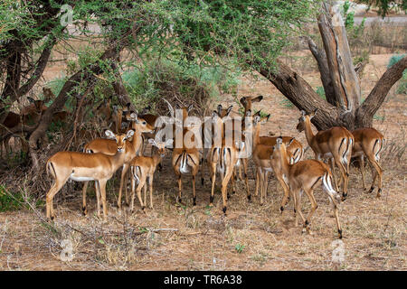 Impala (Aepyceros melampus), allevamento sotto gli alberi, Kenya, Samburu Riserva nazionale Foto Stock