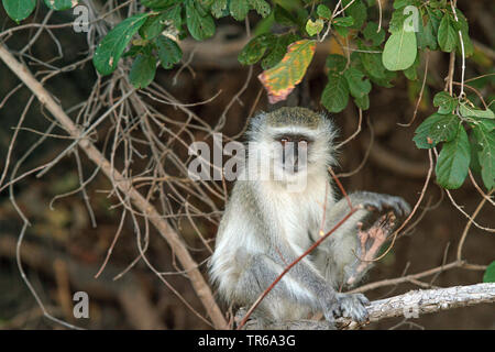 Green Monkey, Sabaeus scimmia, Callithrix monkey (Chlorocebus sabaeus), siiting su un albero, Zambia, Sud Luangwa National Park Foto Stock