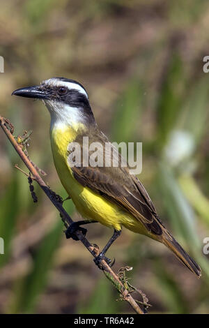 Grande kiskadee (Pitangus sulfuratus), seduto su un ramo, Brasile, Pantanal, Pantanal Foto Stock