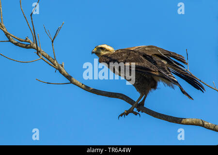 Black Hawk a collare (Busarellus nigricollis), seduto su un ramo, Brasile, Pantanal, Pantanal Matogrossense Nationalpark, Mato Grosso Foto Stock