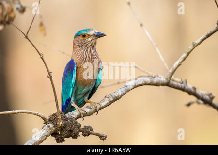 Rullo indiano (Coracias benghalensis), seduto su un ramo, India, Madhya Pradesh Foto Stock