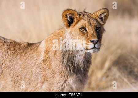 Kalahari Lion (Panthera leo vernayi, Panthera vernayi), Leonessa, ritratto, Sud Africa, il Kalahari Gemsbok National Park Foto Stock