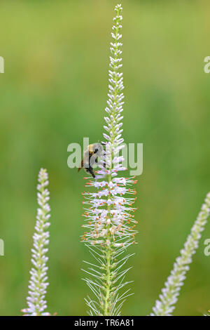 Culver's-root (Veronicastrum virginicum), che fiorisce con umile bee Foto Stock