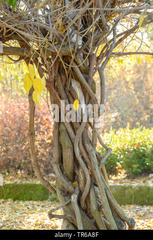 Il glicine giapponese (Wisteria floribunda 'Multijuga', Wisteria floribunda Multijuga, Wisteria brachybotrys), tronchi di cultivar Multijuga, Repubblica Ceca, Praga Foto Stock