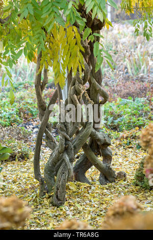 Il glicine giapponese (Wisteria floribunda 'Multijuga', Wisteria floribunda Multijuga, Wisteria brachybotrys), tronchi di cultivar Multijuga Foto Stock