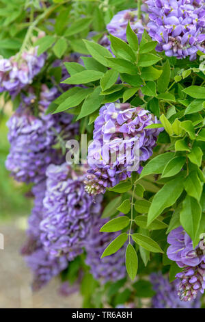 American Wisteria (Wisteria frutescens " Ametista cade', Wisteria frutescens Ametista scende), fioritura, cultivar Ametista cade, Germania, Sassonia Foto Stock