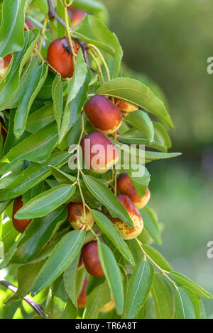 Jujube, Jujuba, rosso data, data Cinese, Coreano data, data indiano (Ziziphus jujuba 'lang', Ziziphus jujuba Lang, , Ziziphus zizyphus), frutta su un ramo, cultivar Lang Foto Stock