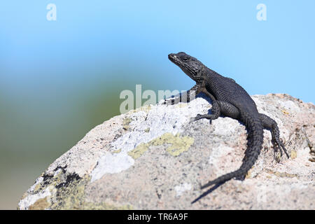 Karoo cinto lizard (Cordylus polyzonus, Karusasaurus polyzonus), prendere il sole su una roccia, Sud Africa, Western Cape, West Coast National Park Foto Stock