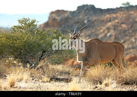 Common eland, Eland Meridionale (Taurotragus oryx, Tragelaphus oryx), maschio in piedi la arbusti, vista laterale, Sud Africa, Augrabies Falls National Park Foto Stock