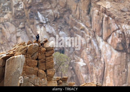 Verreaux's eagle (Aquila verreauxii), seduta su una roccia, Sud Africa, Augrabies Falls National Park Foto Stock