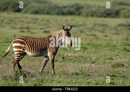 Cape Mountain Zebra, Mountain Zebra (Equus zebra zebra), passeggiate sui pascoli, vista laterale, Sud Africa, Western Cape, West Coast National Park Foto Stock