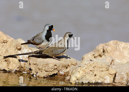Namaqua colomba (Oena capensis), uomini da the Waterside, Sud Africa, Kgalagadi transfrontaliera Parco Nazionale Foto Stock