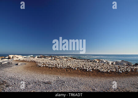 Cape gannet (Morus capensis), Colonia sulla spiaggia, Sud Africa, Western Cape, Lamberts Bay Foto Stock