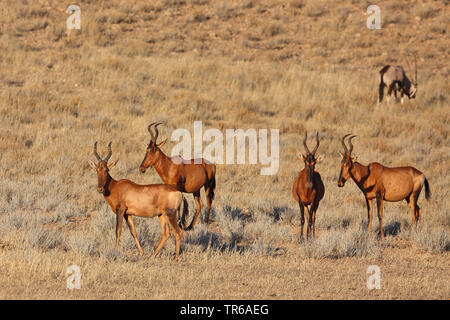 Red hartebeest (Alcelaphus buselaphus), gruppo in piedi nella savana, Sud Africa, Kgalagadi transfrontaliera Parco Nazionale Foto Stock