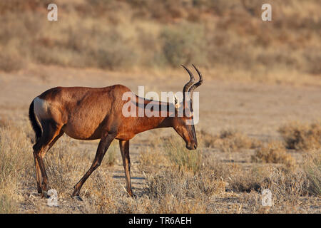 Red hartebeest (Alcelaphus buselaphus), Femmina a piedi nella savana, vista laterale, Sud Africa, Kgalagadi transfrontaliera Parco Nazionale Foto Stock