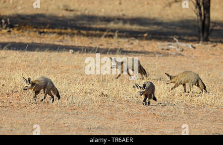 Bat-eared Fox (Otocyon megalotis), gruppo alla ricerca di cibo nella savana, Sud Africa, Kgalagadi transfrontaliera Parco Nazionale Foto Stock