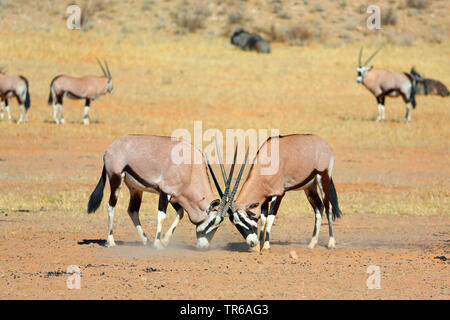 Gemsbock, beisa (Oryx gazella), due maschi combattimenti nella savana, Sud Africa, Kgalagadi transfrontaliera Parco Nazionale Foto Stock