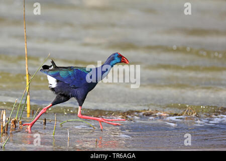 Purple Swamphen (Porphyrio porphyrio), camminando lungo il Waterside, Sud Africa, Western Cape Wilderness National Park Foto Stock