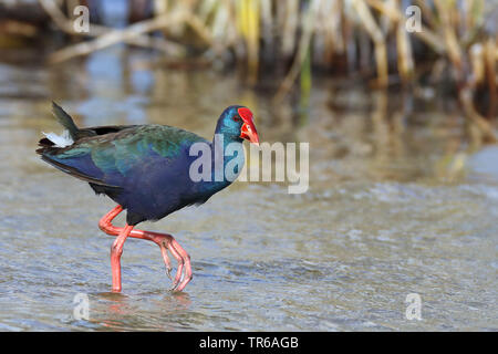 Purple Swamphen (Porphyrio porphyrio), camminando lungo il Waterside, Sud Africa, Western Cape Wilderness National Park Foto Stock