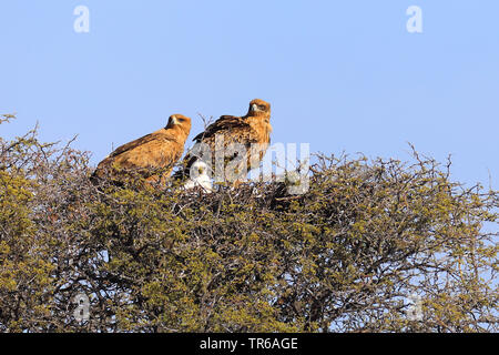 Bruno eagle (Aquila rapax), coppia con pulcini, Sud Africa, Kgalagadi transfrontaliera Parco Nazionale Foto Stock