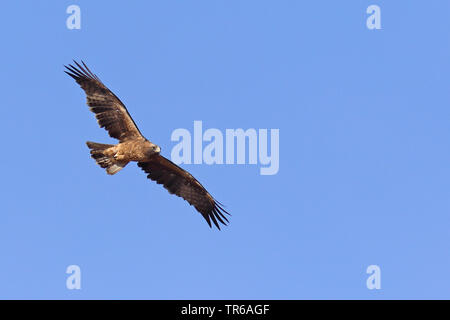 Bruno eagle (Aquila rapax), volare, Sud Africa, Kgalagadi transfrontaliera Parco Nazionale Foto Stock