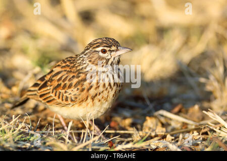 Sabota lark (Mirafra sabota), seduto a terra, Sud Africa, nord ovest della provincia, il Parco Nazionale di Pilanesberg Foto Stock