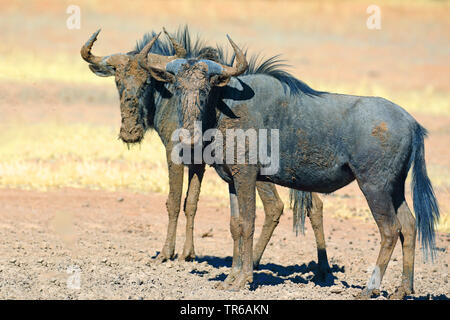Blue GNU, borchiati gnu, bianco-barbuto GNU (Connochaetes taurinus), fangoso coppia, Sud Africa, Kgalagadi transfrontaliera Parco Nazionale Foto Stock