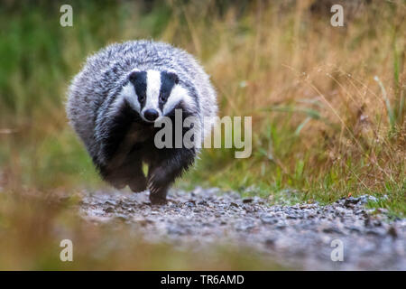 Il vecchio mondo badger, Eurasian badger (Meles meles), in esecuzione su una strada forestale, Repubblica Ceca, Hlinsko Foto Stock