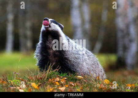 Il vecchio mondo badger, Eurasian badger (Meles meles), seduta sul prato boschivo di profumazione, Repubblica Ceca, Hlinsko Foto Stock