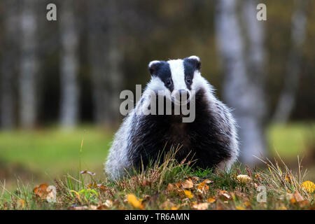 Il vecchio mondo badger, Eurasian badger (Meles meles), seduta sul prato boschivo, Repubblica Ceca, Hlinsko Foto Stock